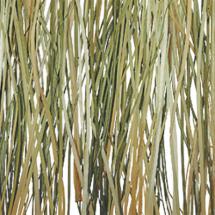 bear grass
